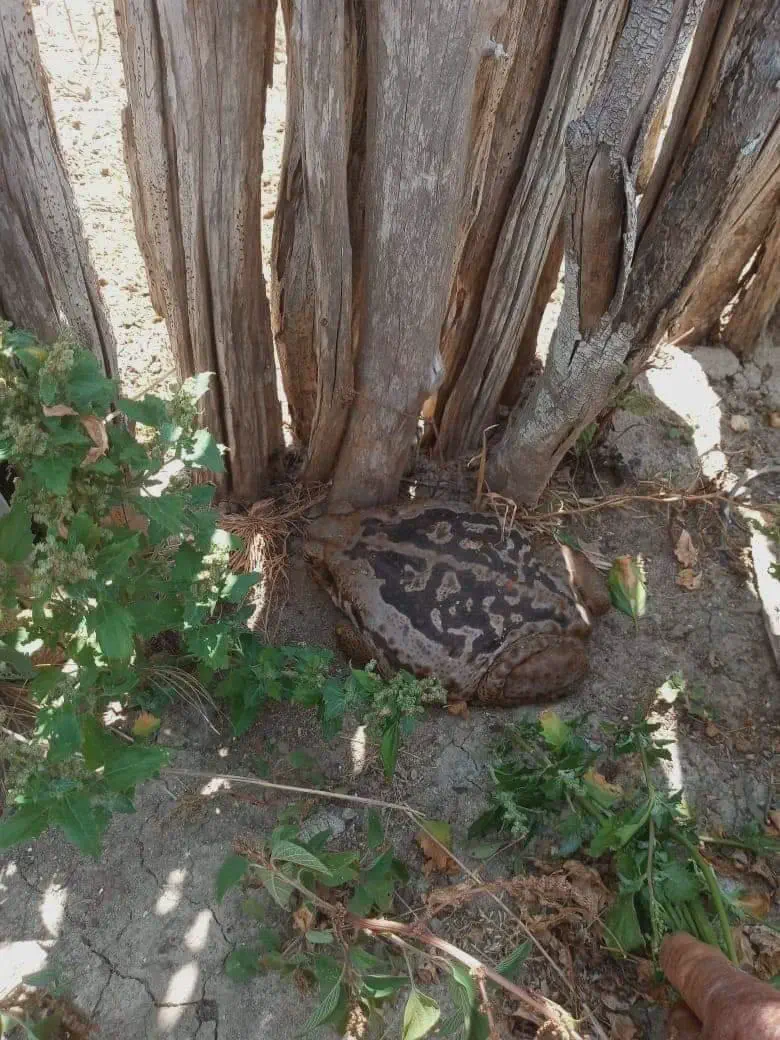 11 Mind-Blowing Absolute Units That Shatter Expectations! đđŸ 15 Absolute Units of a frog