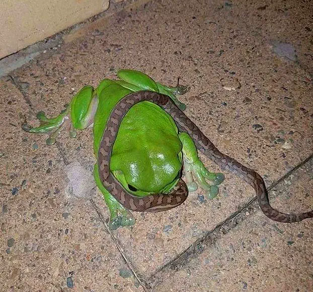 17 Remarkable Behemoths That Will Change How You See Size! 🦁 35 Absolute Units of a frog