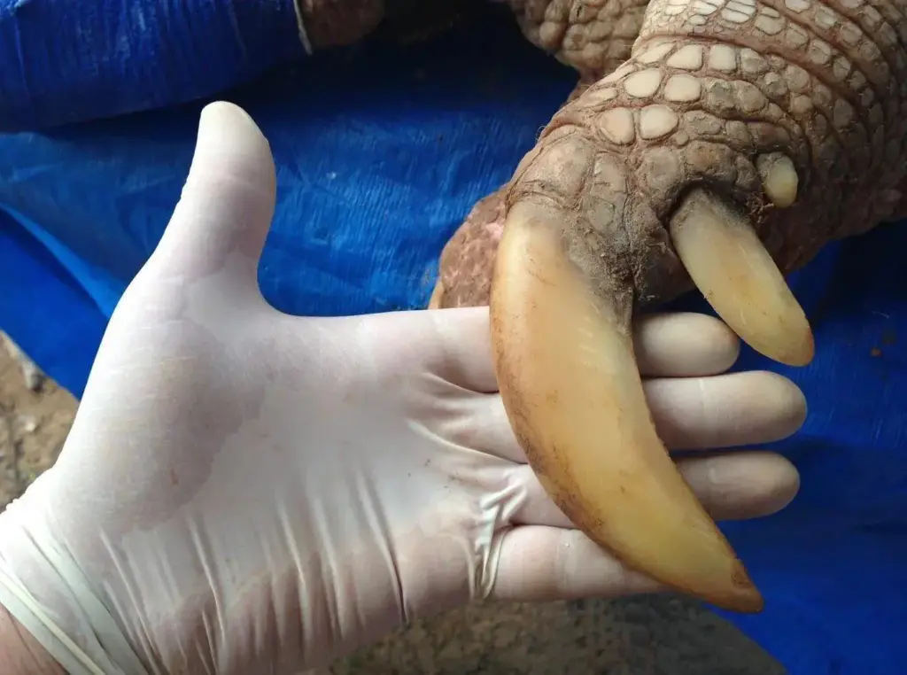 20 Mind-Blowing Behemoths That Redefine Huge! 🦀🦐 22 absolute units of a giant armadillos claw