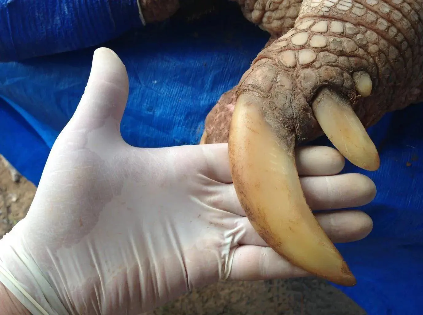 20 Mind-Blowing Behemoths That Redefine Huge! 🦀🦐 41 Absolute Units of a Giant Armadillo's claw
