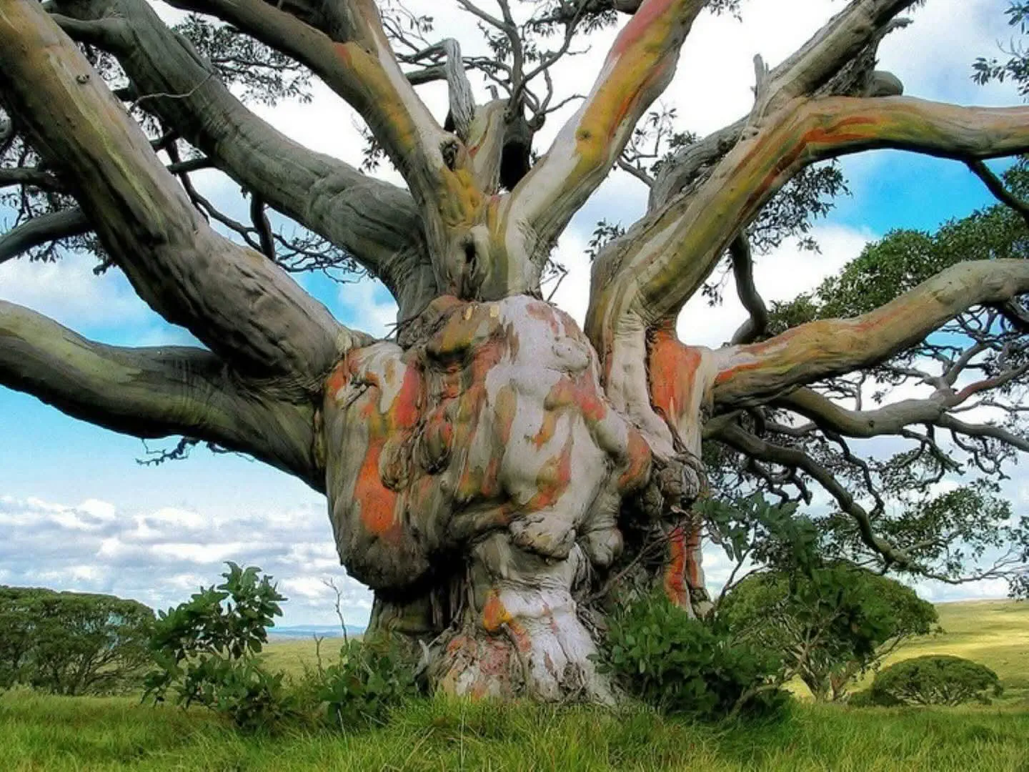 15 Amazing Oversized Wonders You Have to Experience! đ 19 Absolute Units of a giant eucalyptus