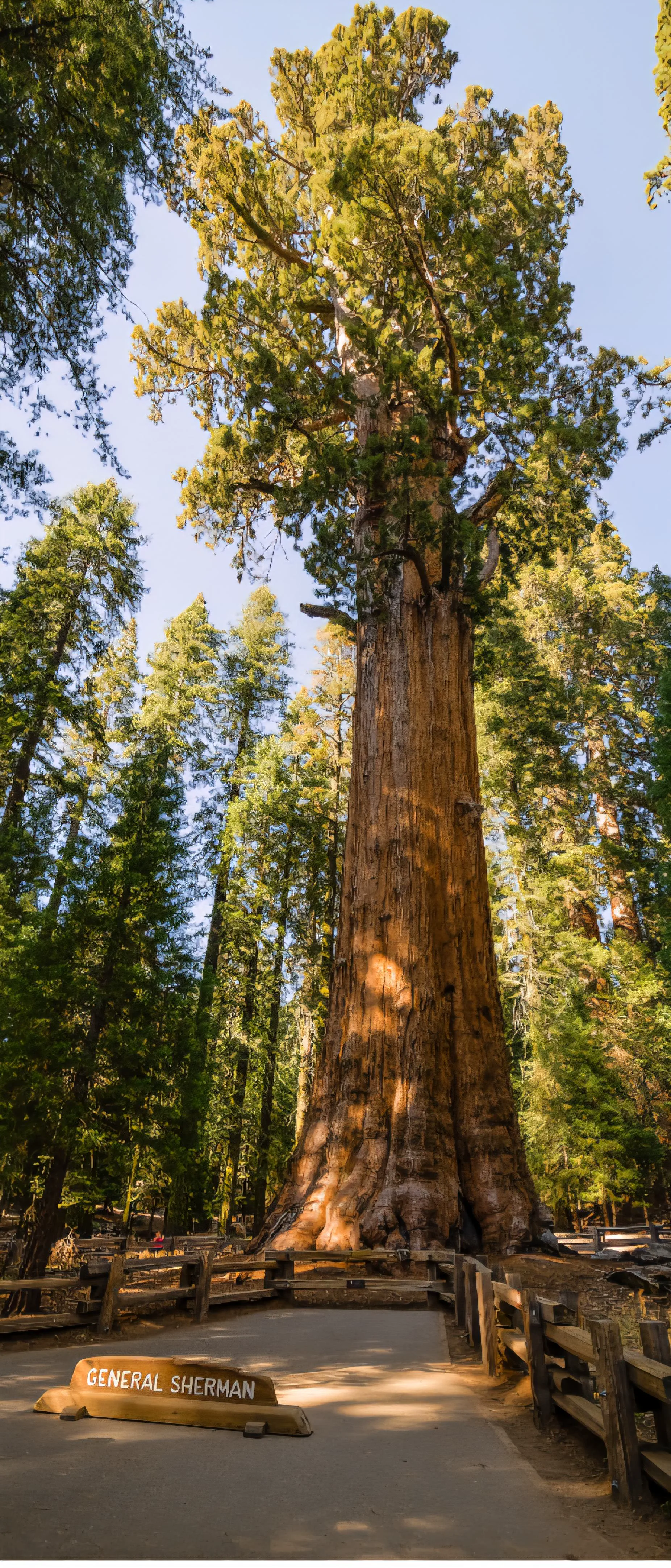 Unveiling 13 Massive Oddities That Will Amaze You! đ 18 Absolute Units of a giant Sequoia