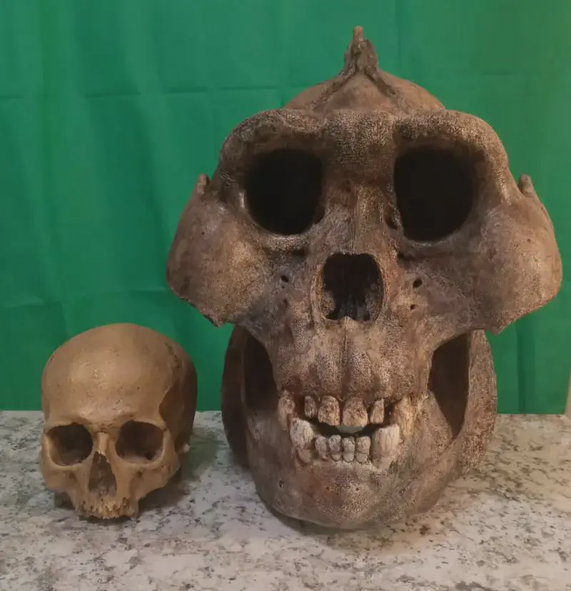 8 Mind-Blowing Absolute Units That Will Astound You! 🤯 72 absolute units of a gigantopithecus skull the largest ape to ever excisted compared to a human skull