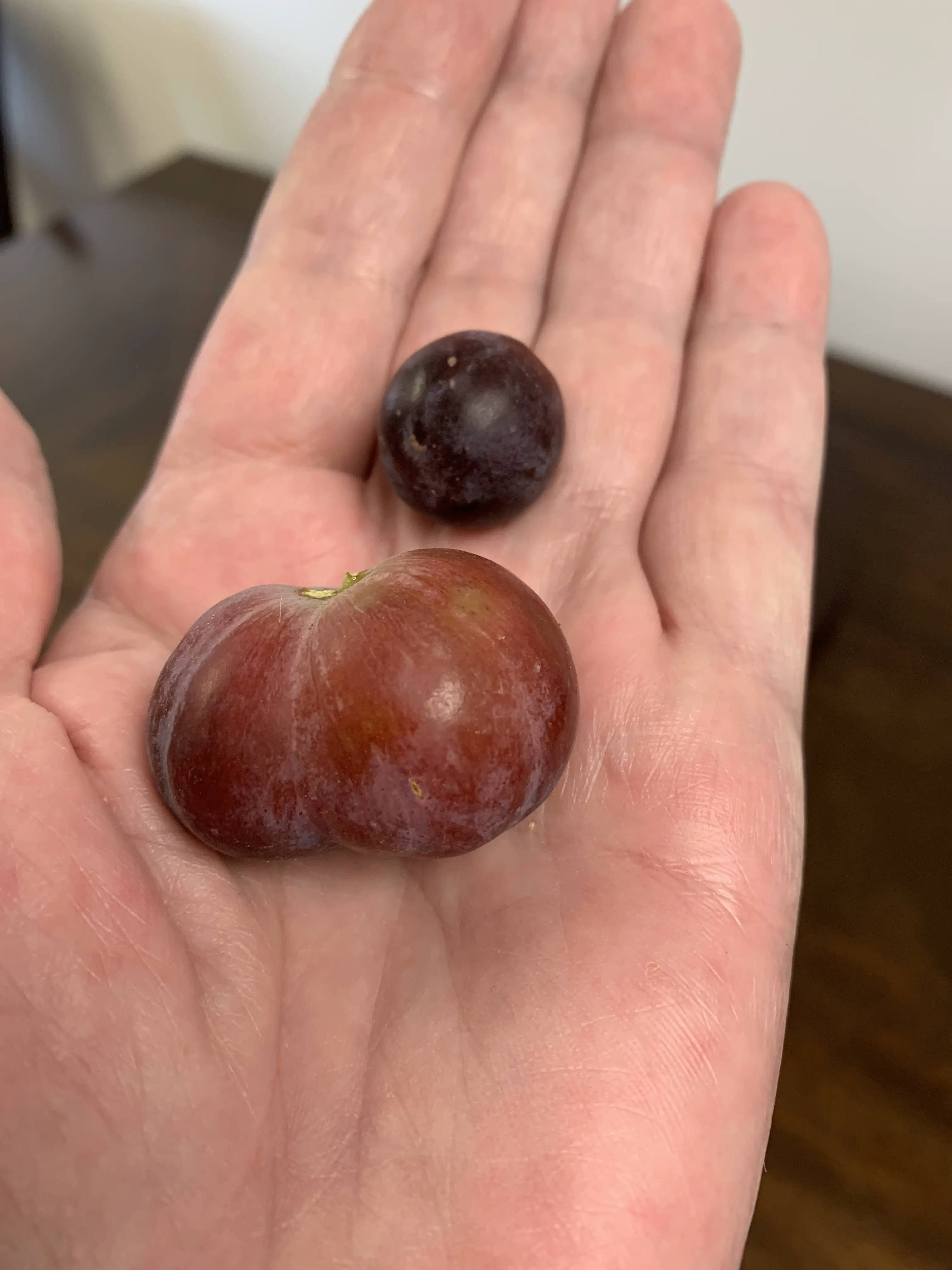 23 Remarkable Giants That Will Change Your Idea of 'Big' đ 29 Absolute Units of a grape