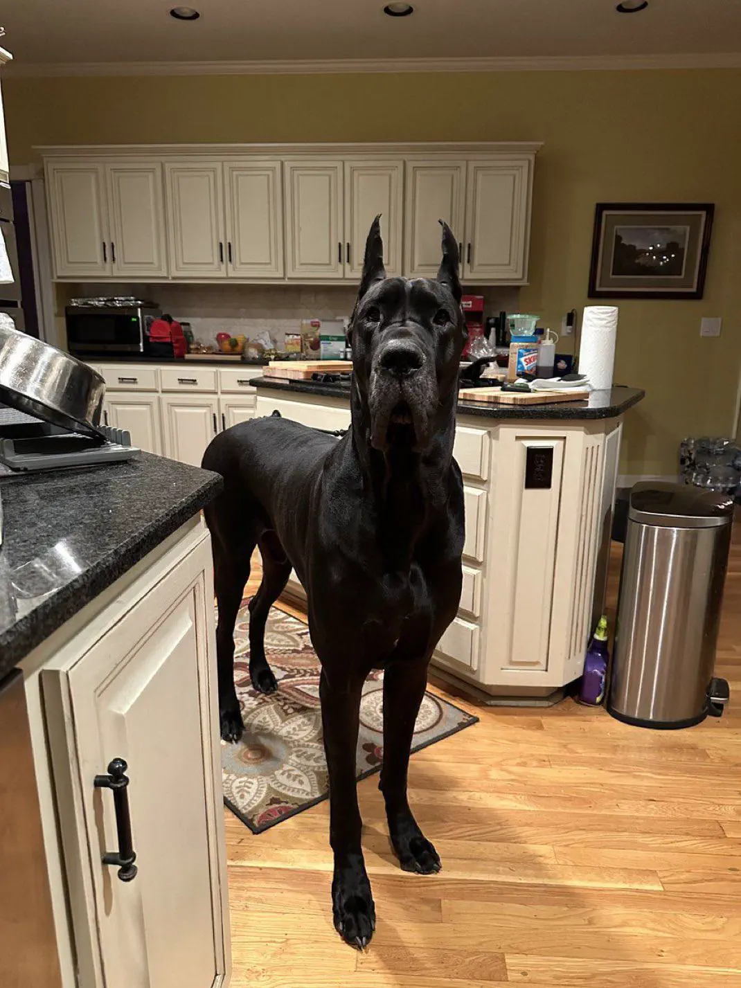 12 Giant Beasts that Redefine Size Expectations! 🦁 32 Absolute Units of a Great Dane