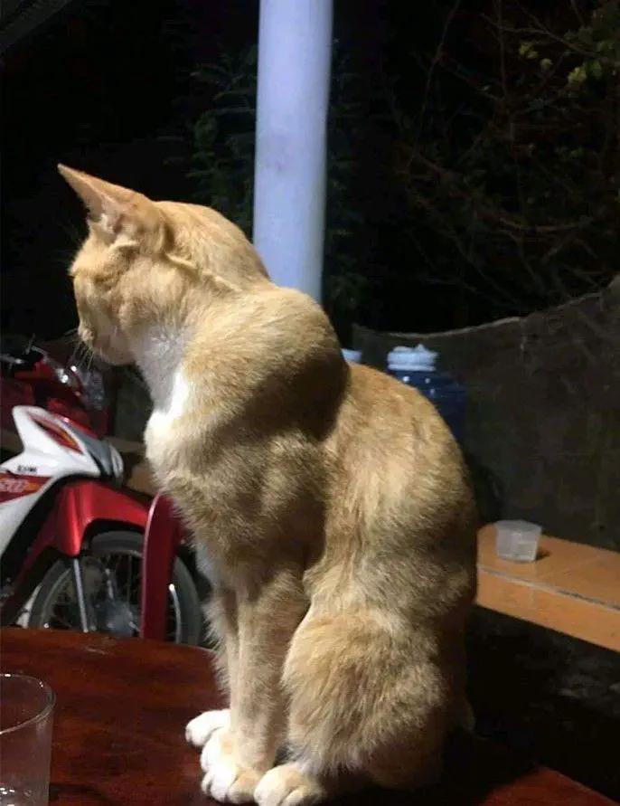 19 Absolutely Massive Oddities You Can't Miss! âĄđ» 32 Absolute Units of a gym cat