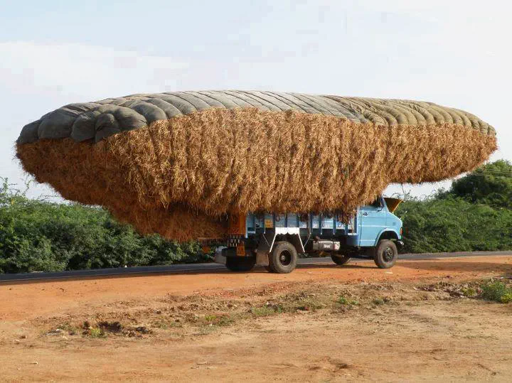 19 Monstrous Marvels That Challenge Your Perception of Size! 🦙🔍 21 Absolute Units of a hay load