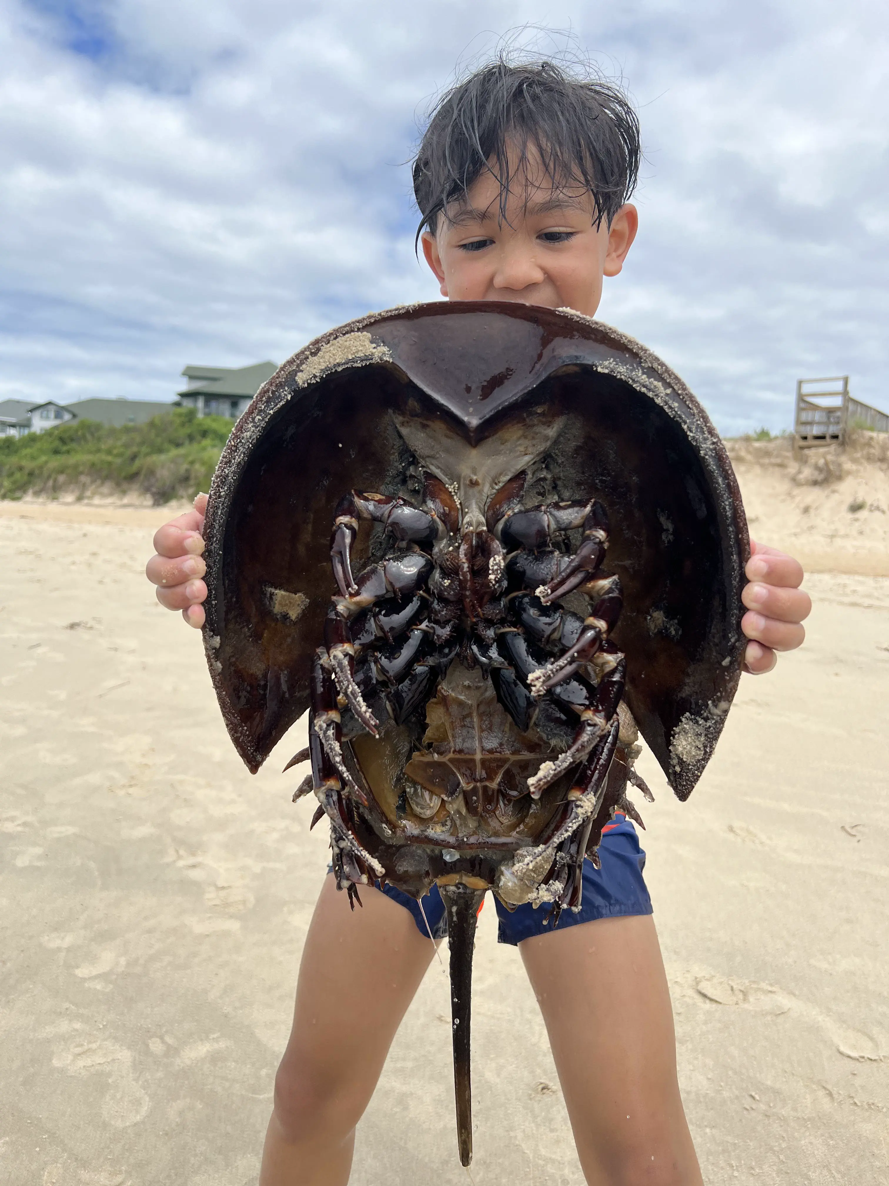 10 Massive Creatures That Will Leave You Awestruck! đđŸ 19 Absolute Units of a horseshoe crab