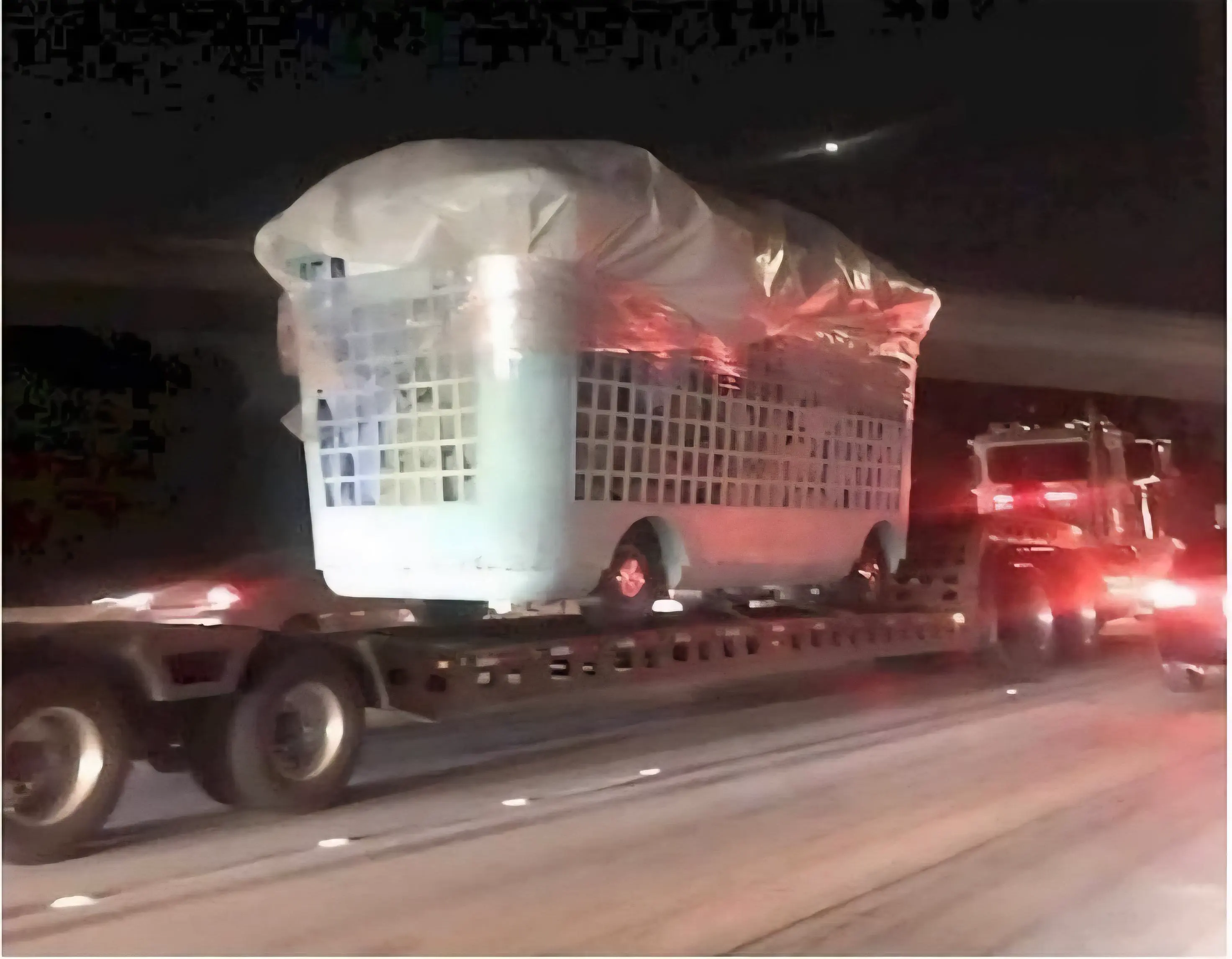 12 Massive Oddities That Will Change Your Perception of Size! 🐻😲 23 Absolute Units of a laundry basket