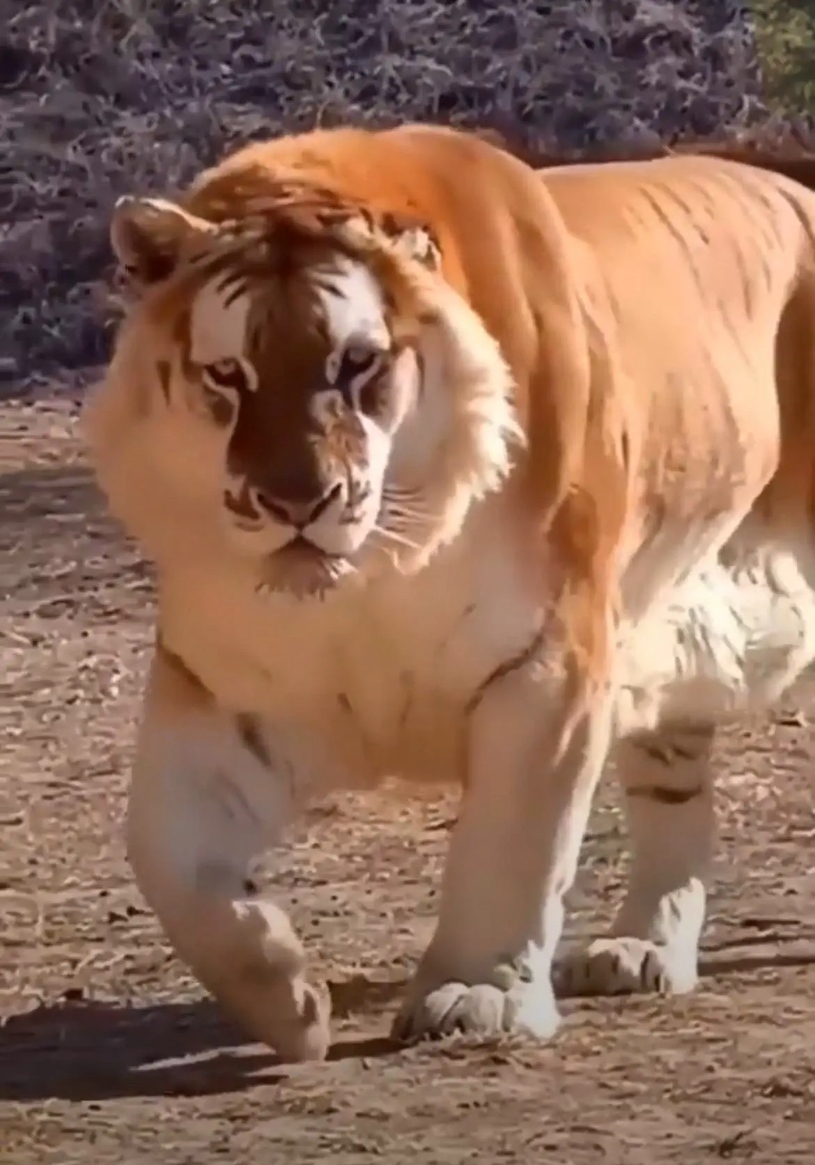 11 Mind-Blowing Absolute Units That Shatter Expectations! đđŸ 19 Absolute Units of a Liger!