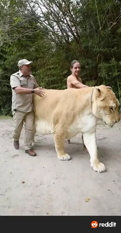 12 Truly Monumental Beasts That Will Astound You! đŠ 20 Absolute Units of a Liger (a hybrid offspring of a male lion and a tigress