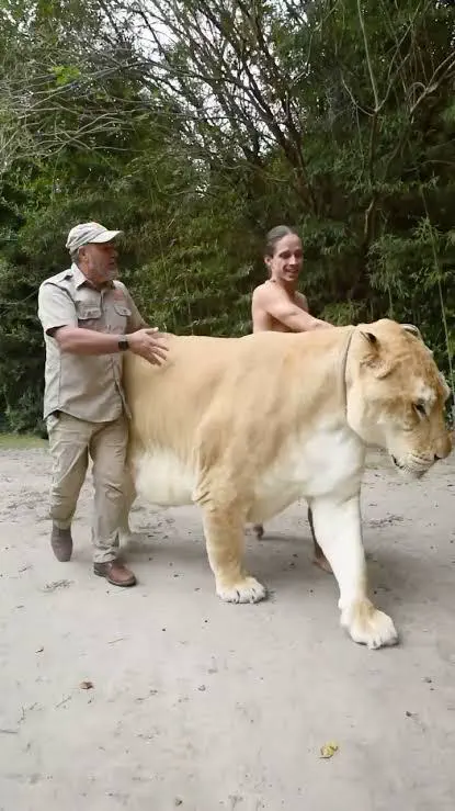 12 Truly Monumental Beasts That Will Astound You! đŠ 17 Absolute Units of a Liger