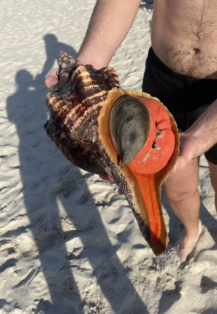 12 Unforgettable Absolute Units That Will Amaze You! 🌟 110 absolute units of a living conch i found on the bottom of the ocean