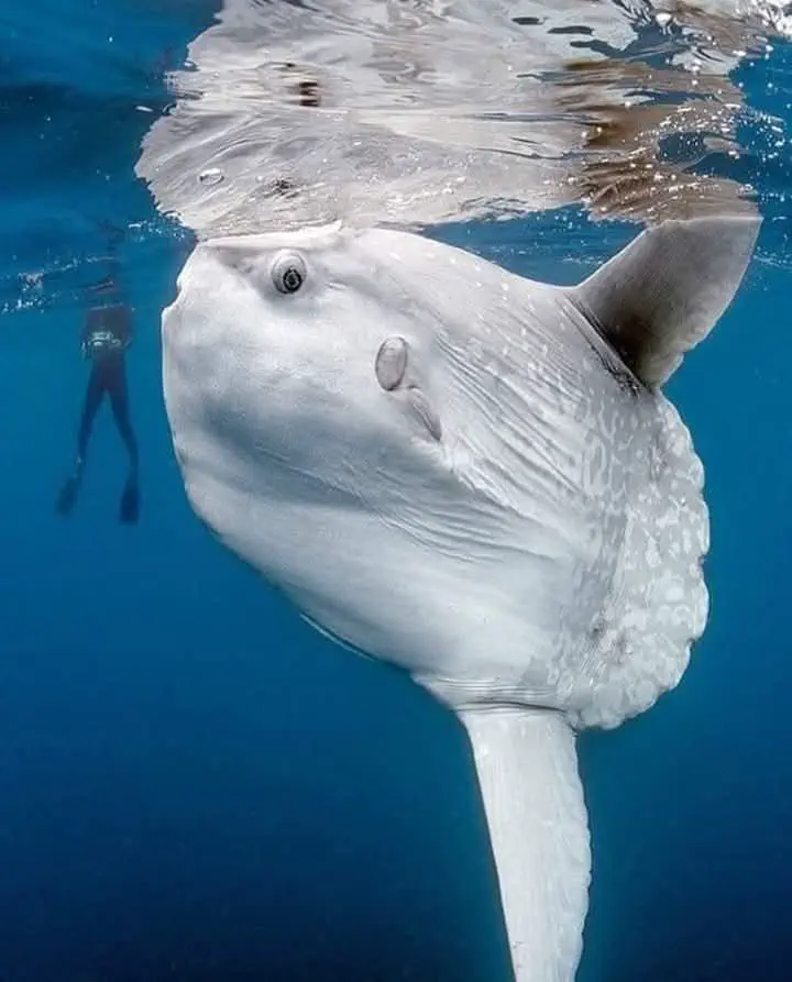 Absolute Units of a Mola mola [Sunfish]