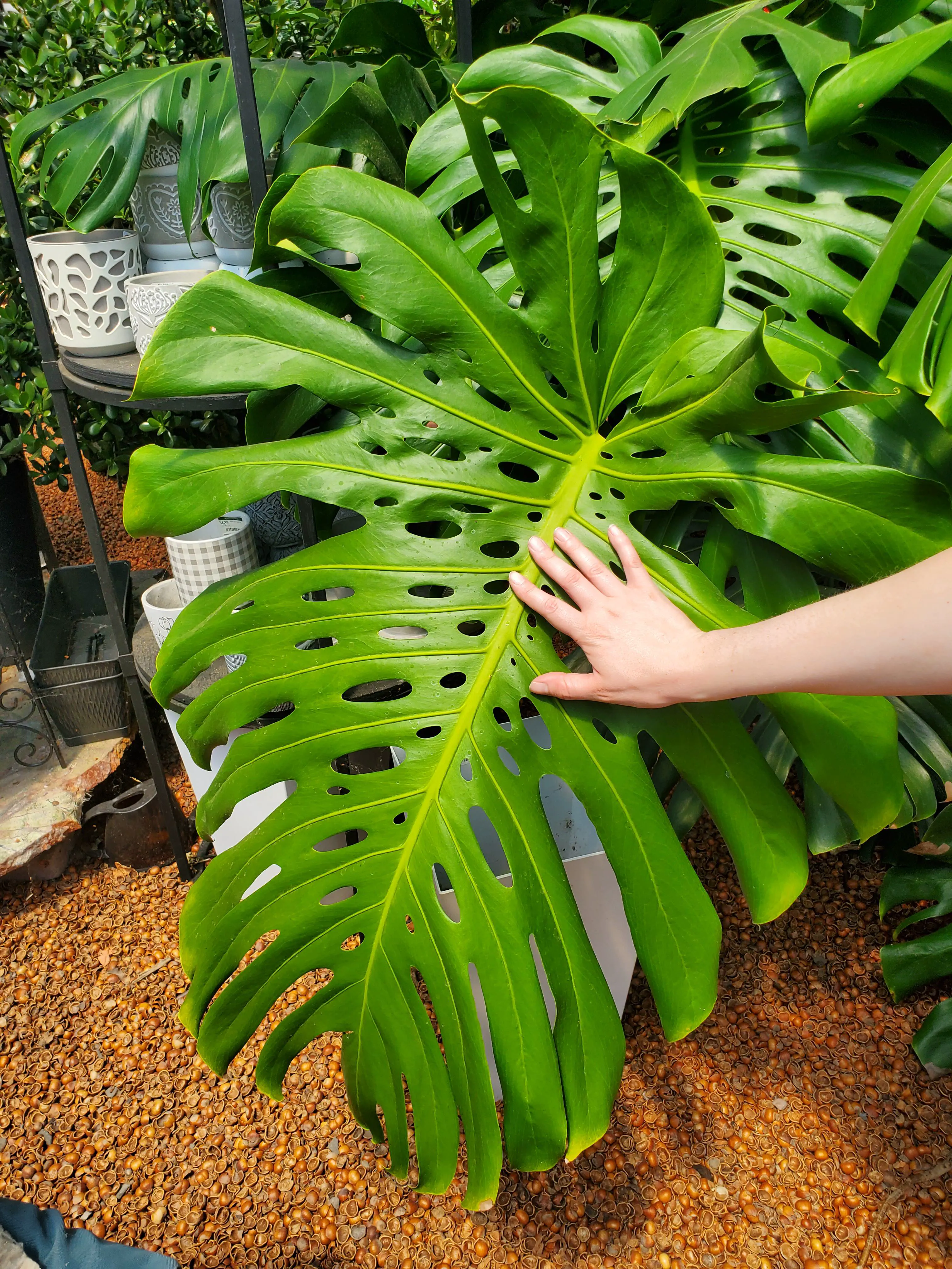 Unveiling 13 Massive Oddities That Will Amaze You! đ 20 Absolute Units of a monstera leaf