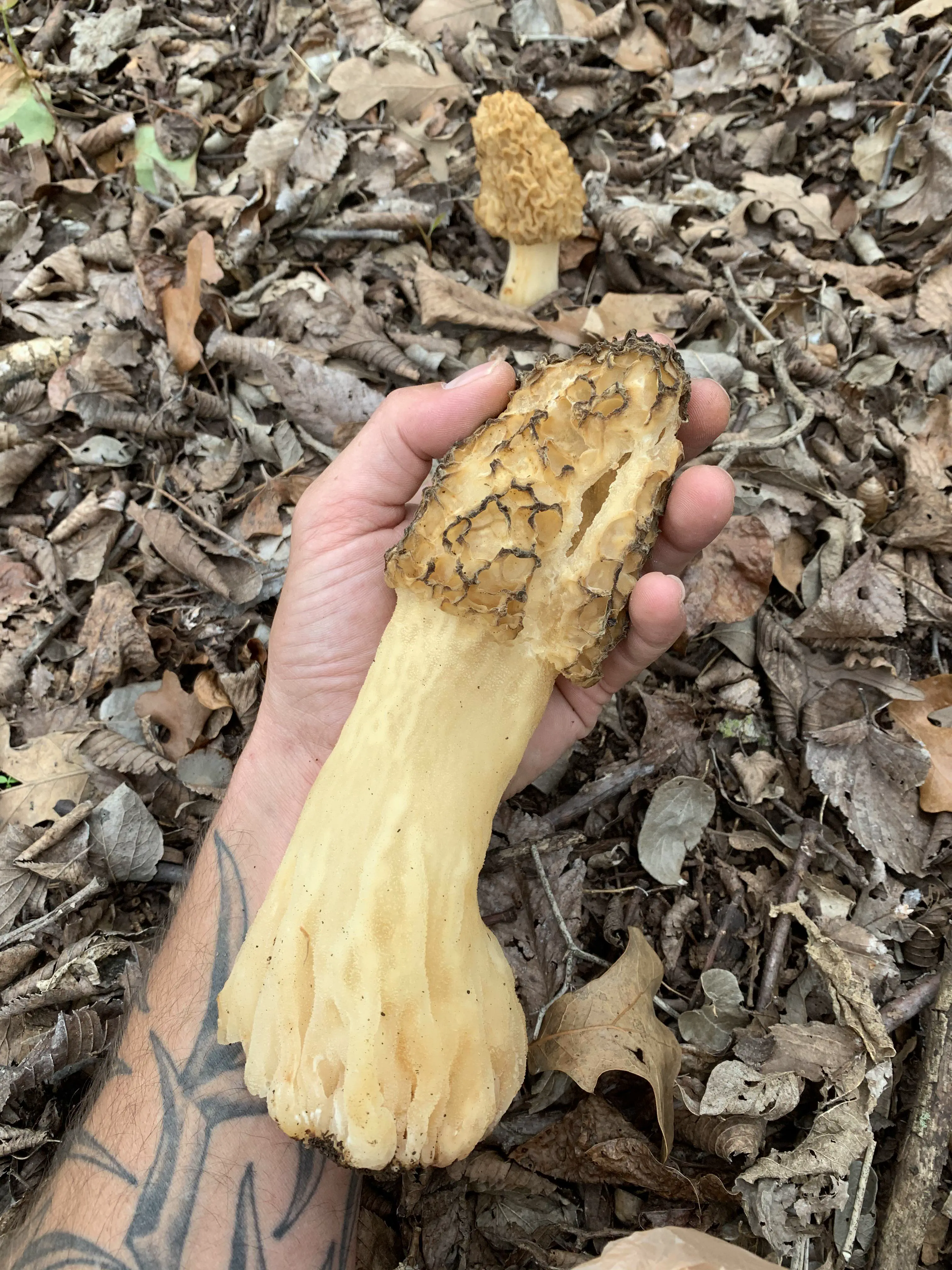 12 Massive Oddities That Will Change Your Perception of Size! 🐻😲 19 Absolute Units of a Morel mushroom!