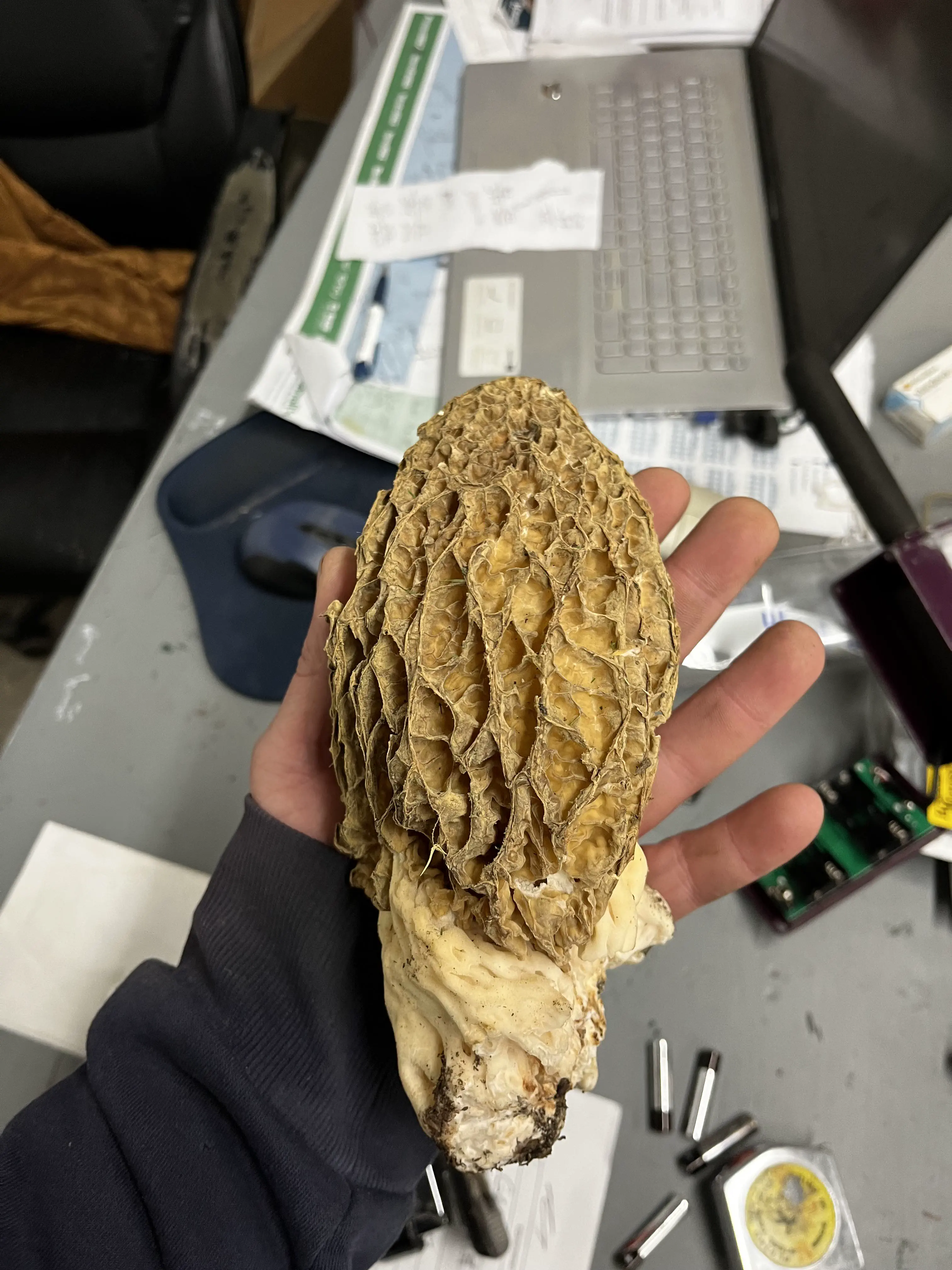 12 Massive Oddities That Will Change Your Perception of Size! 🐻😲 16 Absolute Units of a morel mushroom
