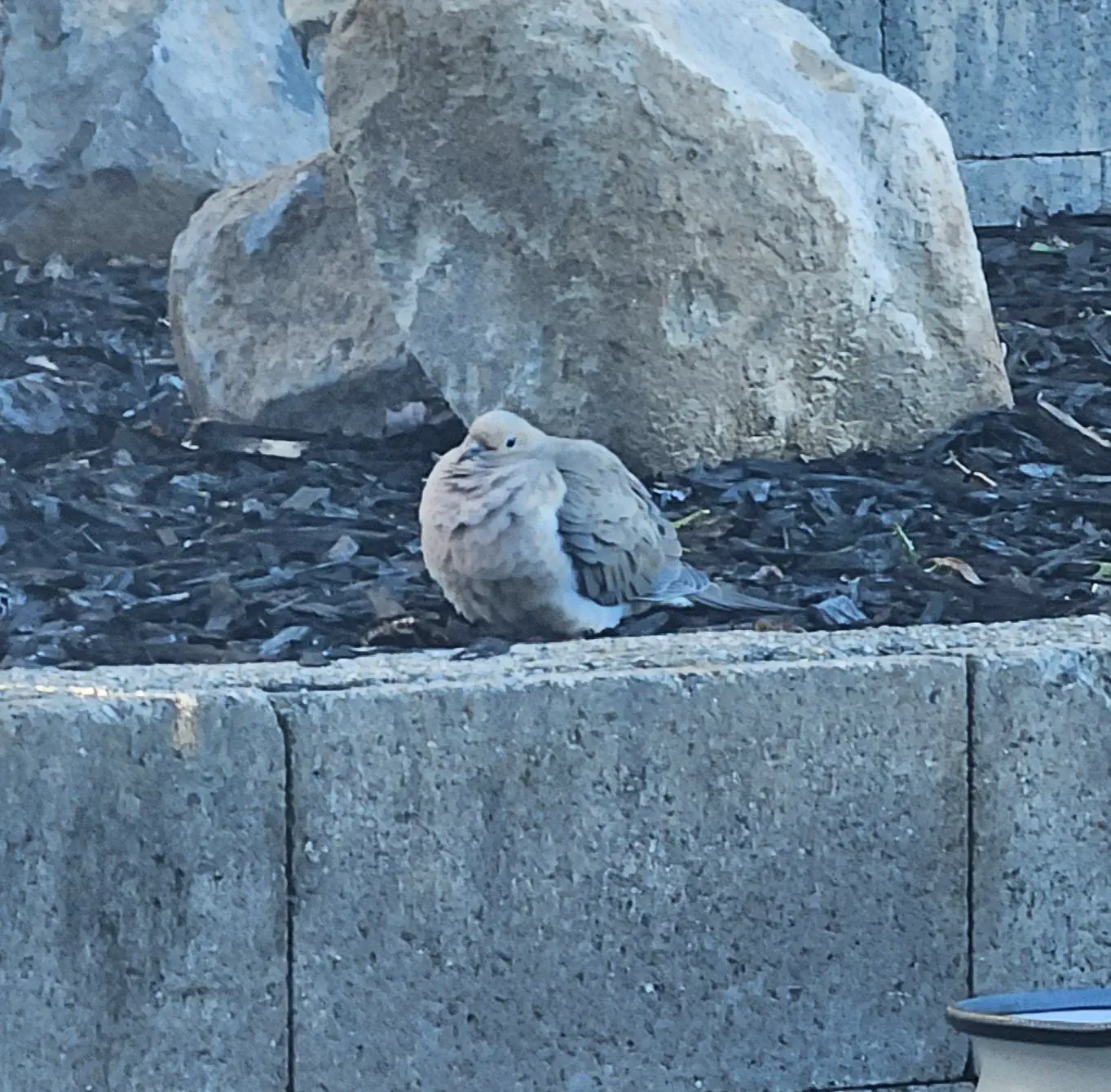 16 Hilariously Massive Oddities That Defy Belief! 🐾🤯 33 Absolute Units of a morning dove in my back yard