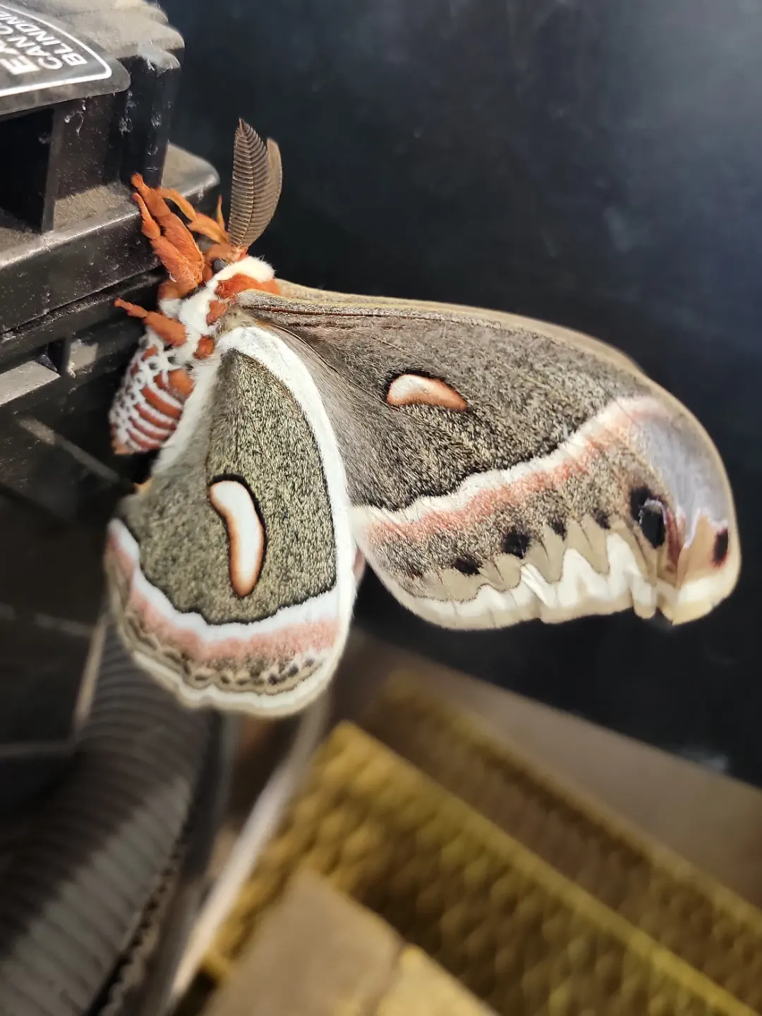 20 Extraordinary Beasts That Challenge Our Definition of Big! đŠ 33 Absolute Units of a moth