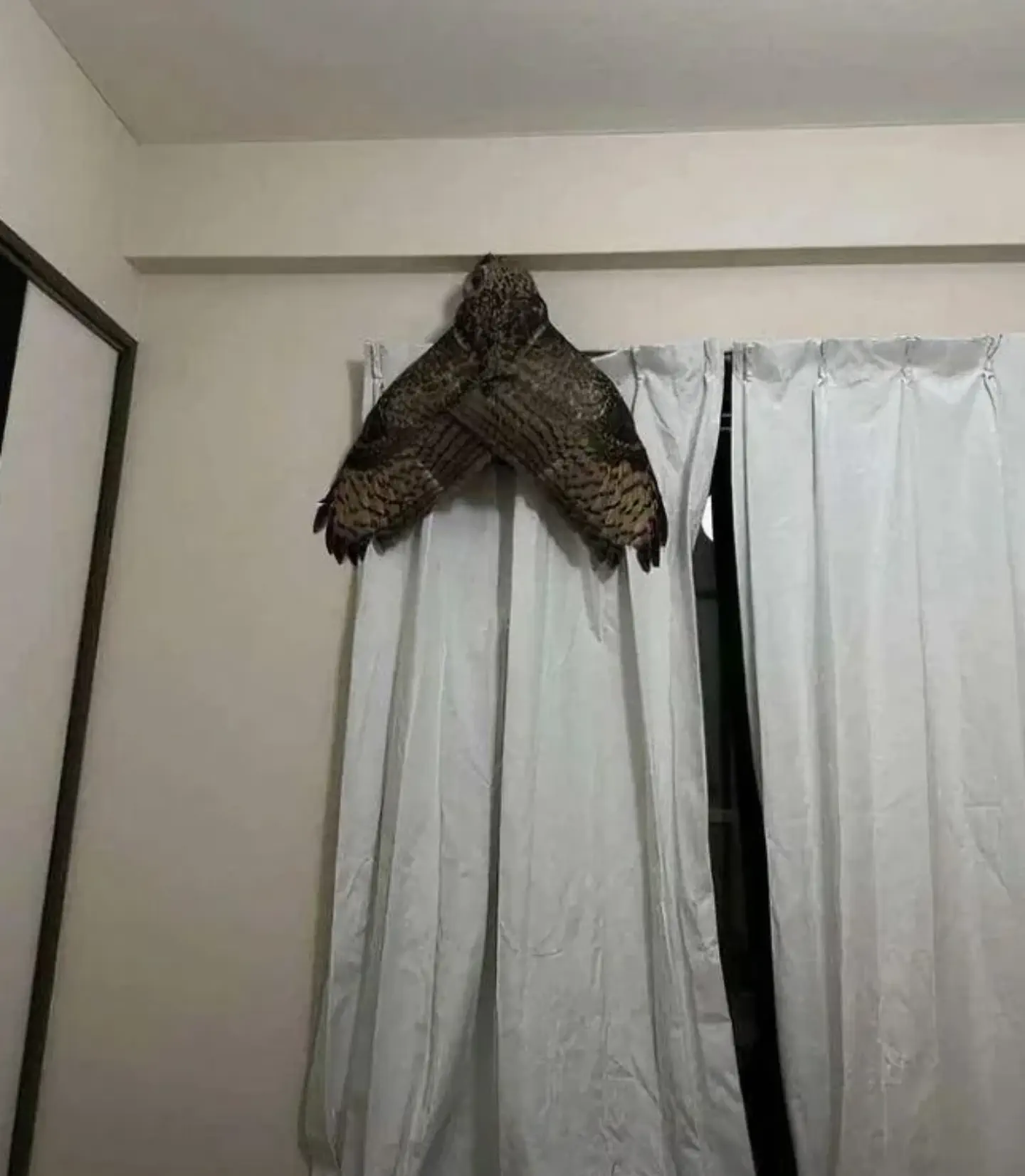 12 Unforgettable Absolute Units That Will Amaze You! đ 28 Absolute Units of a moth