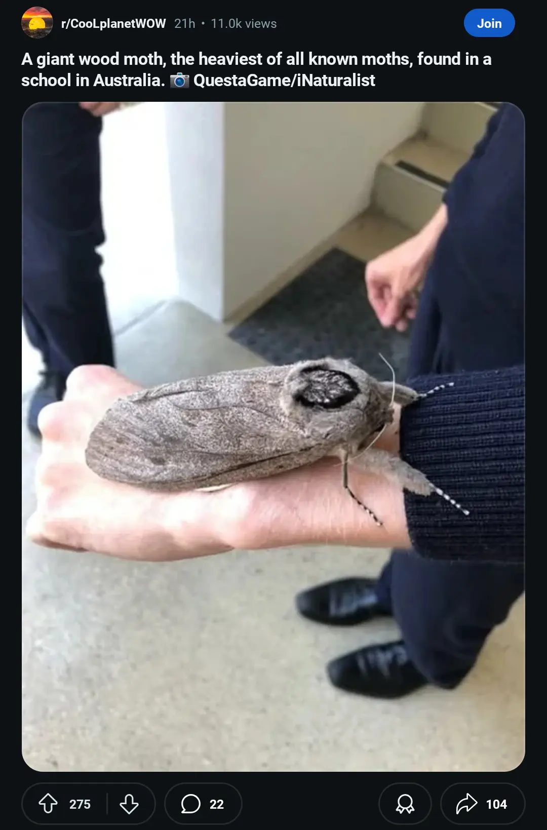 20 Mind-Blowing Behemoths That Redefine Huge! 🦀🦐 31 Absolute Units of a moth