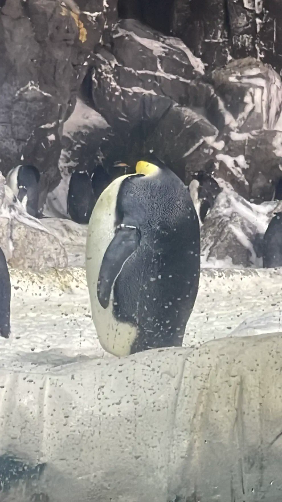 17 Remarkable Behemoths That Will Change How You See Size! 🦁 25 Absolute Units of a penguin