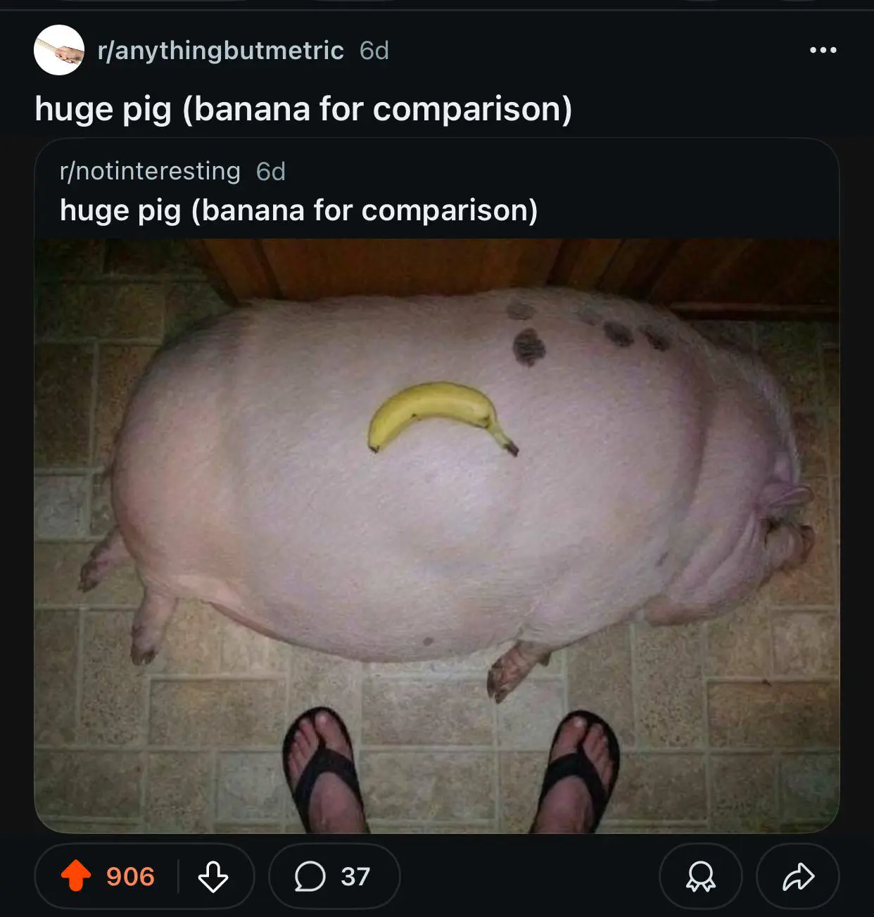 19 Monstrous Marvels That Challenge Your Perception of Size! 🦙🔍 34 Absolute Units of a pig