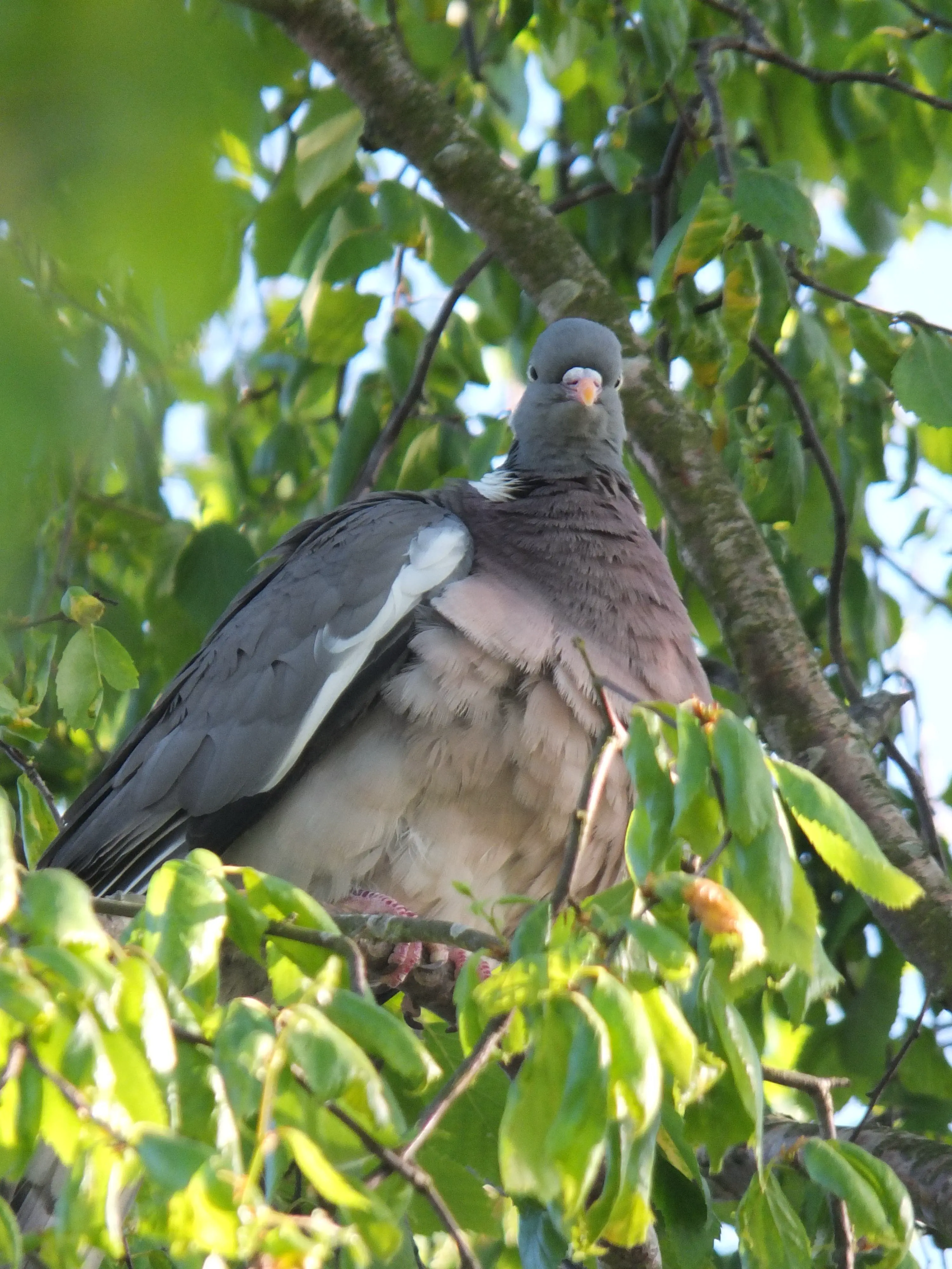 12 Truly Monumental Beasts That Will Astound You! đŠ 23 Absolute Units of a pigeon in my garden