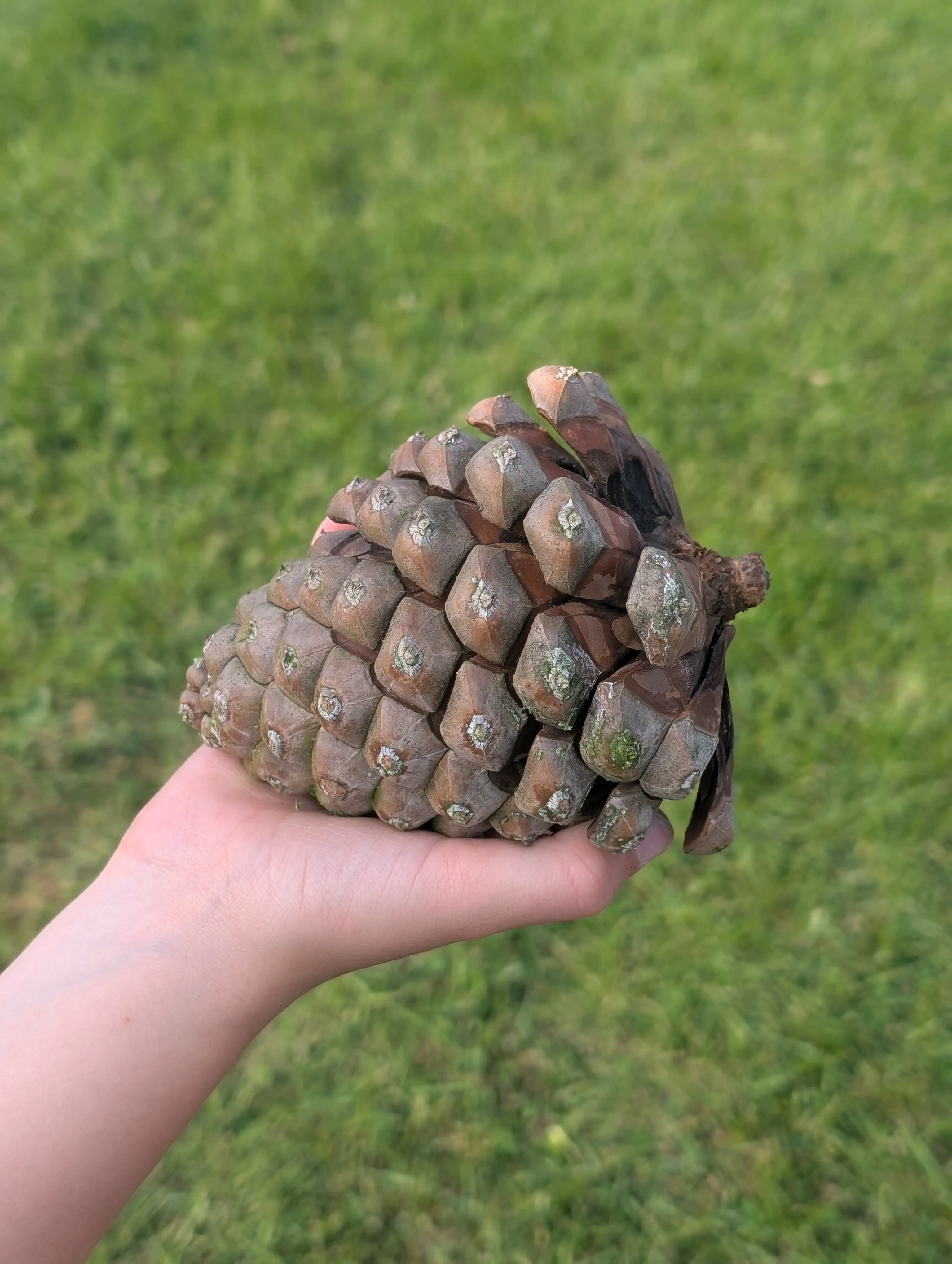 14 Unbelievably Large Oddities You Simply Must See! 🤯🐾 32 Absolute Units of a pinecone
