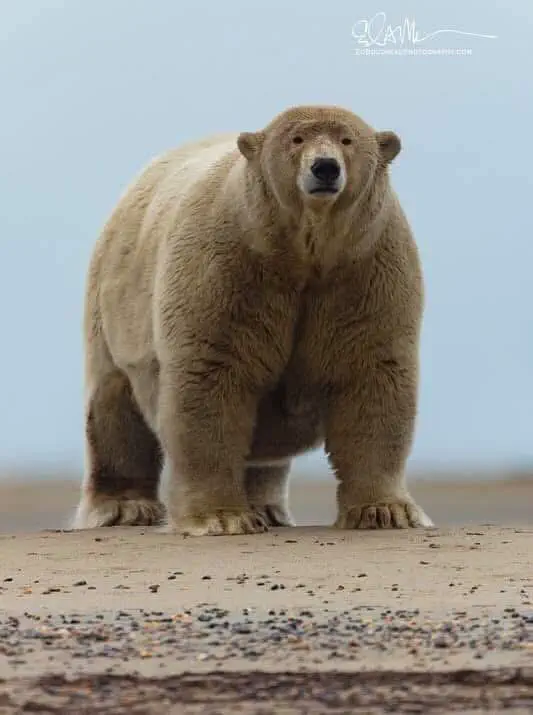 10 Epic Absolute Units That Will Change How You See Big! đŸ 18 Absolute Units of a polar bear - Barter Island, Kaktovik, Alaska.