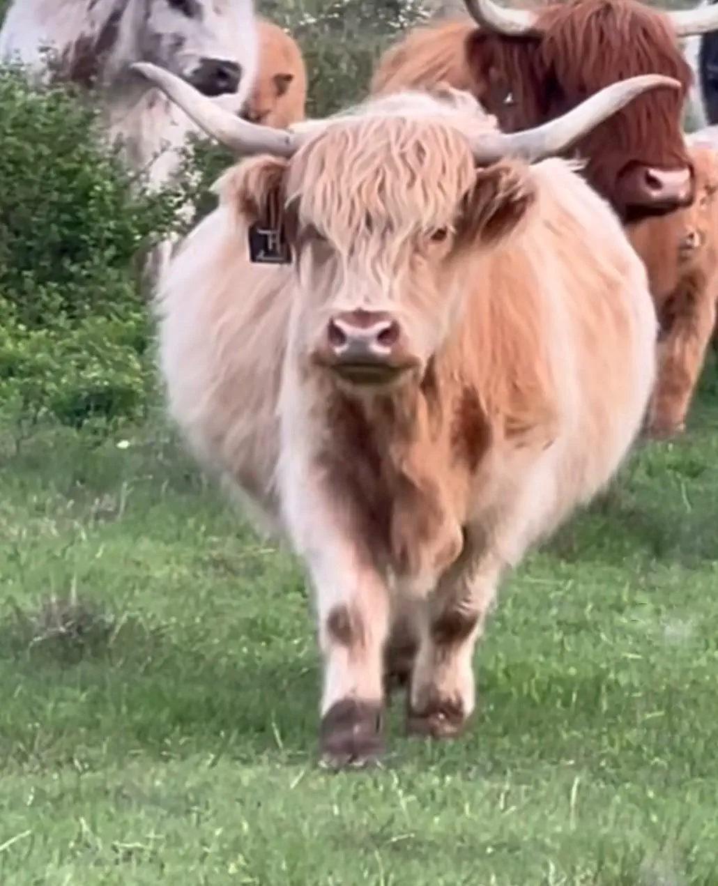 10 Massive Creatures That Will Leave You Awestruck! đđŸ 15 Absolute Units of a pregnant Scottish highlander