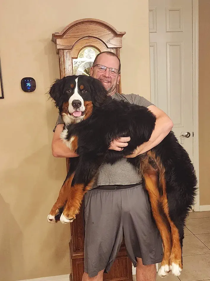 15 Amazing Oversized Wonders You Have to Experience! đ 13 Absolute Units of a Puppy