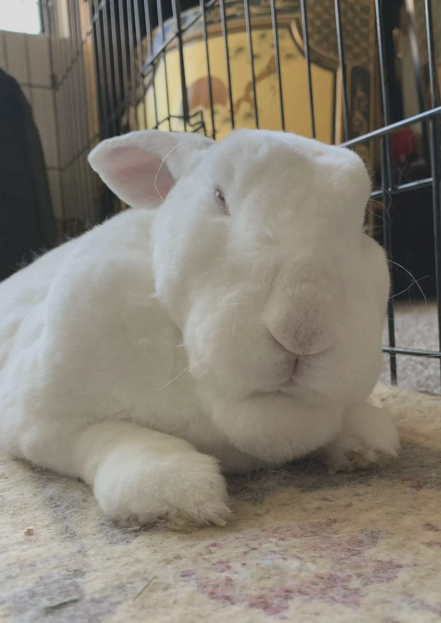 19 Absolutely Massive Oddities You Can't Miss! âĄđ» 29 Absolute Units of a rabbit... I think!