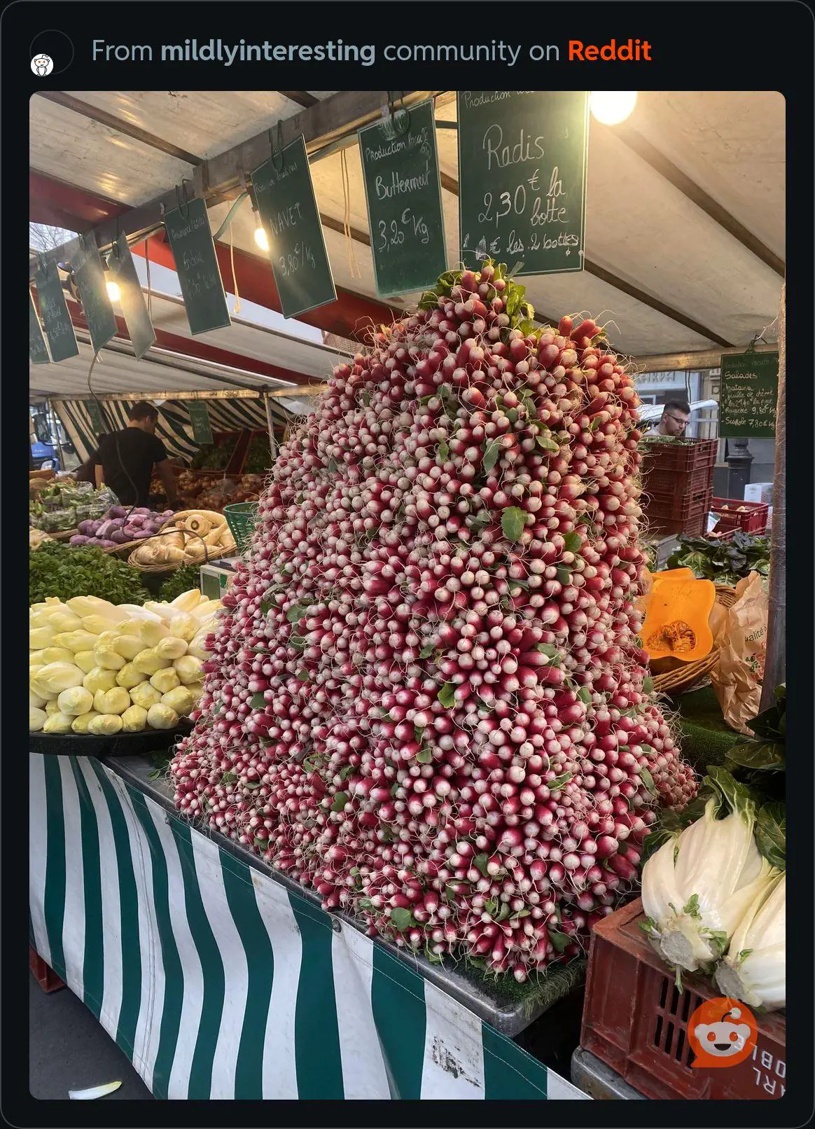 23 Remarkable Giants That Will Change Your Idea of 'Big' đ 34 Absolute Units of a Radish supermarket display