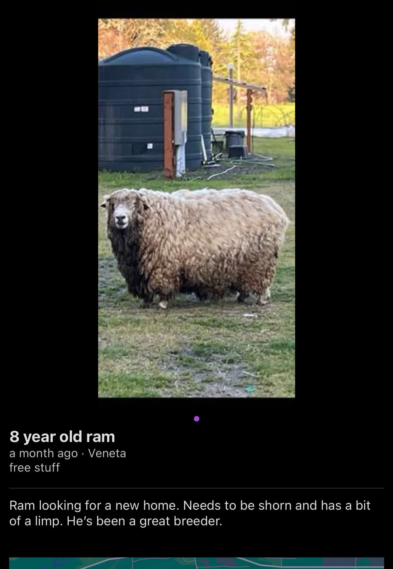 18 Enormous Oddities You Won't Believe Exist! đŠ 40 Absolute Units of a ram