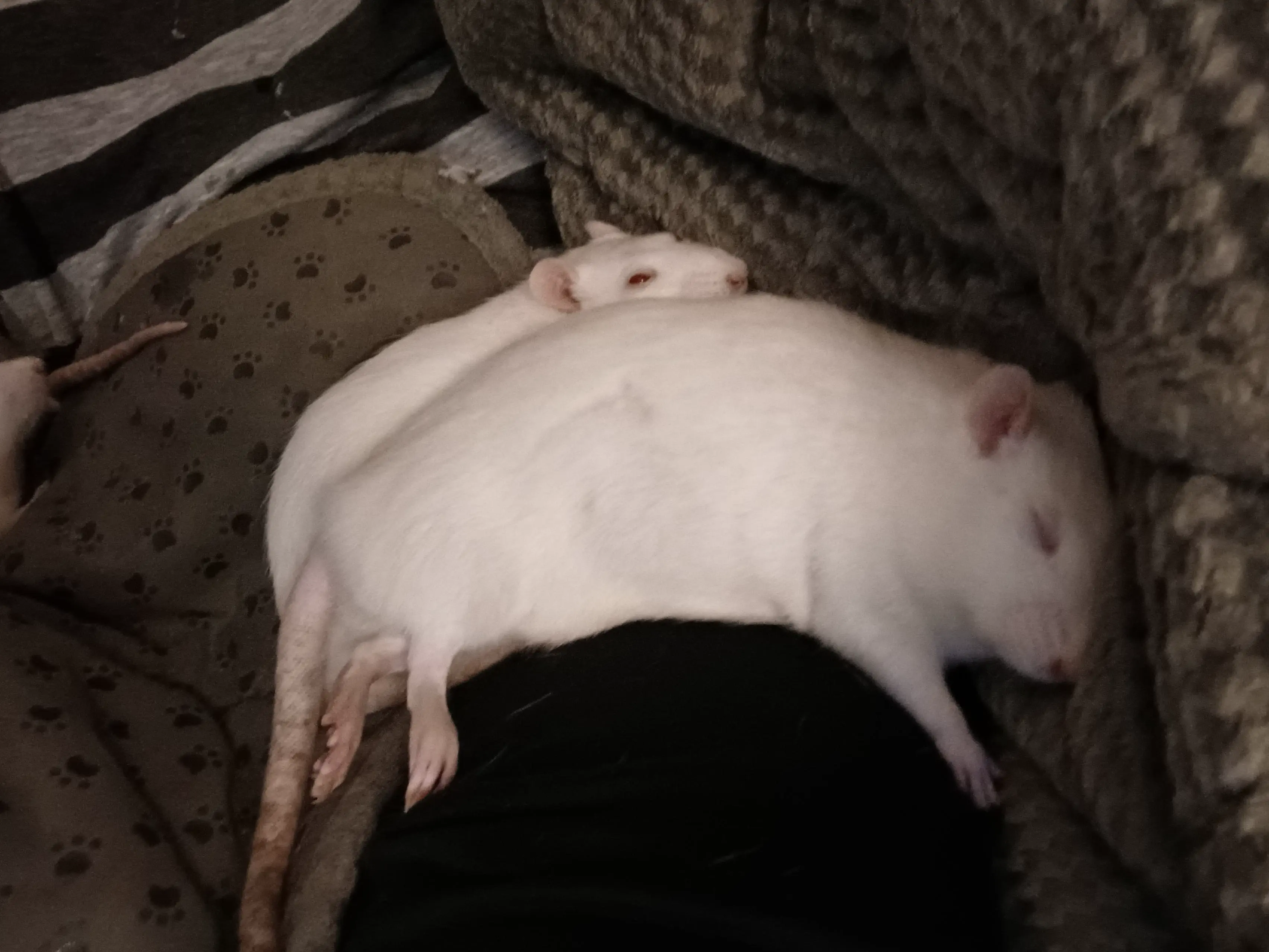 23 Remarkable Giants That Will Change Your Idea of 'Big' đ 47 Absolute Units of a rat, Dotty