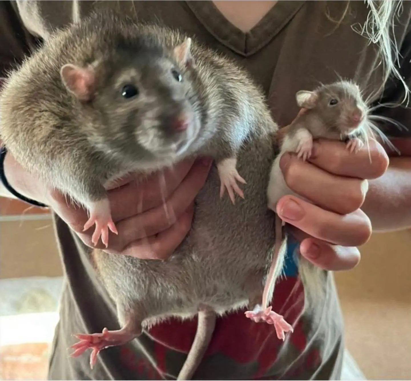 13 Extraordinary Absolute Units That Will Startle You! 🐾 24 Absolute Units of a rat