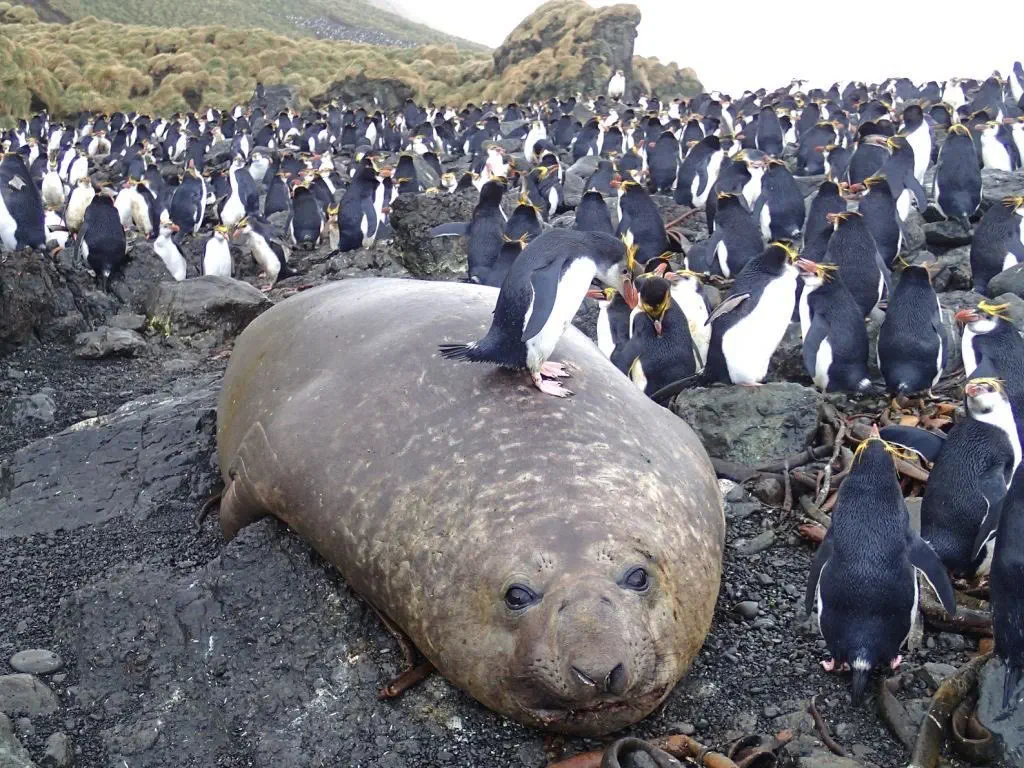 10 Absolutely Stunning Oddities That Will Blow Your Mind! đ„ 20 Absolute Units of a seal