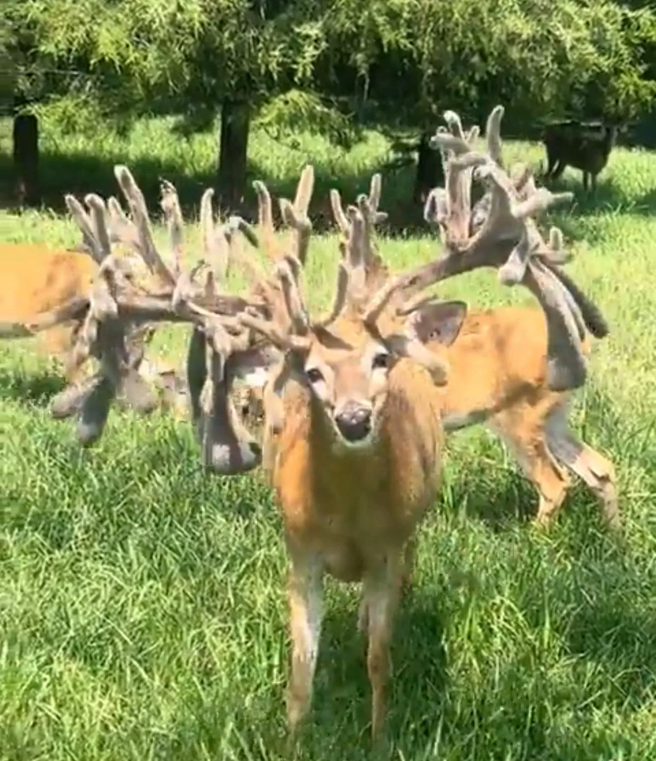13 Mind-Blowing Absolute Units You Won't Believe Exist! đ€Ż 28 Absolute Units of a set of antlers