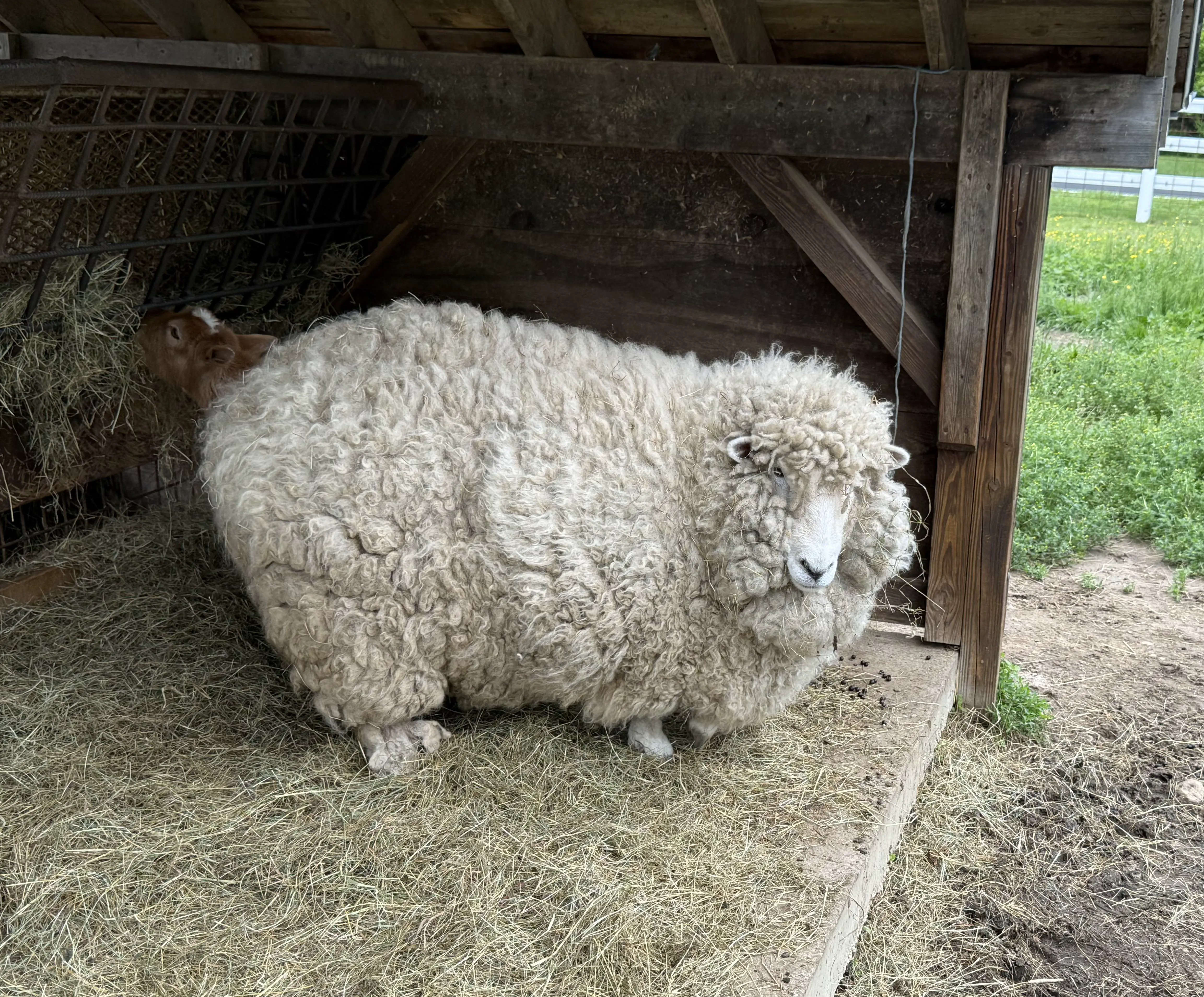 8 Crazy Massive Oddities That Prove Size Matters! đđ 12 Absolute Units of a sheep