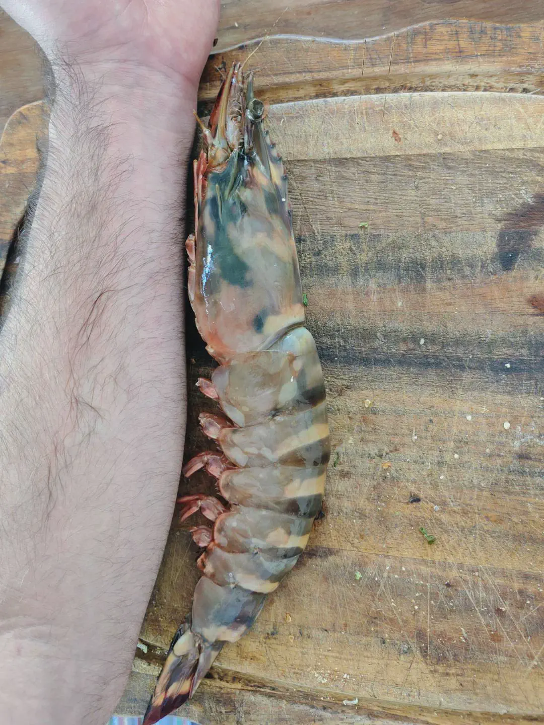 10 Massive Creatures That Will Leave You Awestruck! đđŸ 20 Absolute Units of a shrimp.