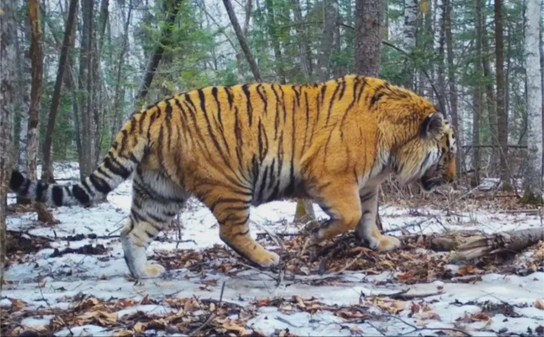 19 Absolutely Massive Oddities You Can't Miss! âĄđ» 36 Absolute Units of a Siberian tiger