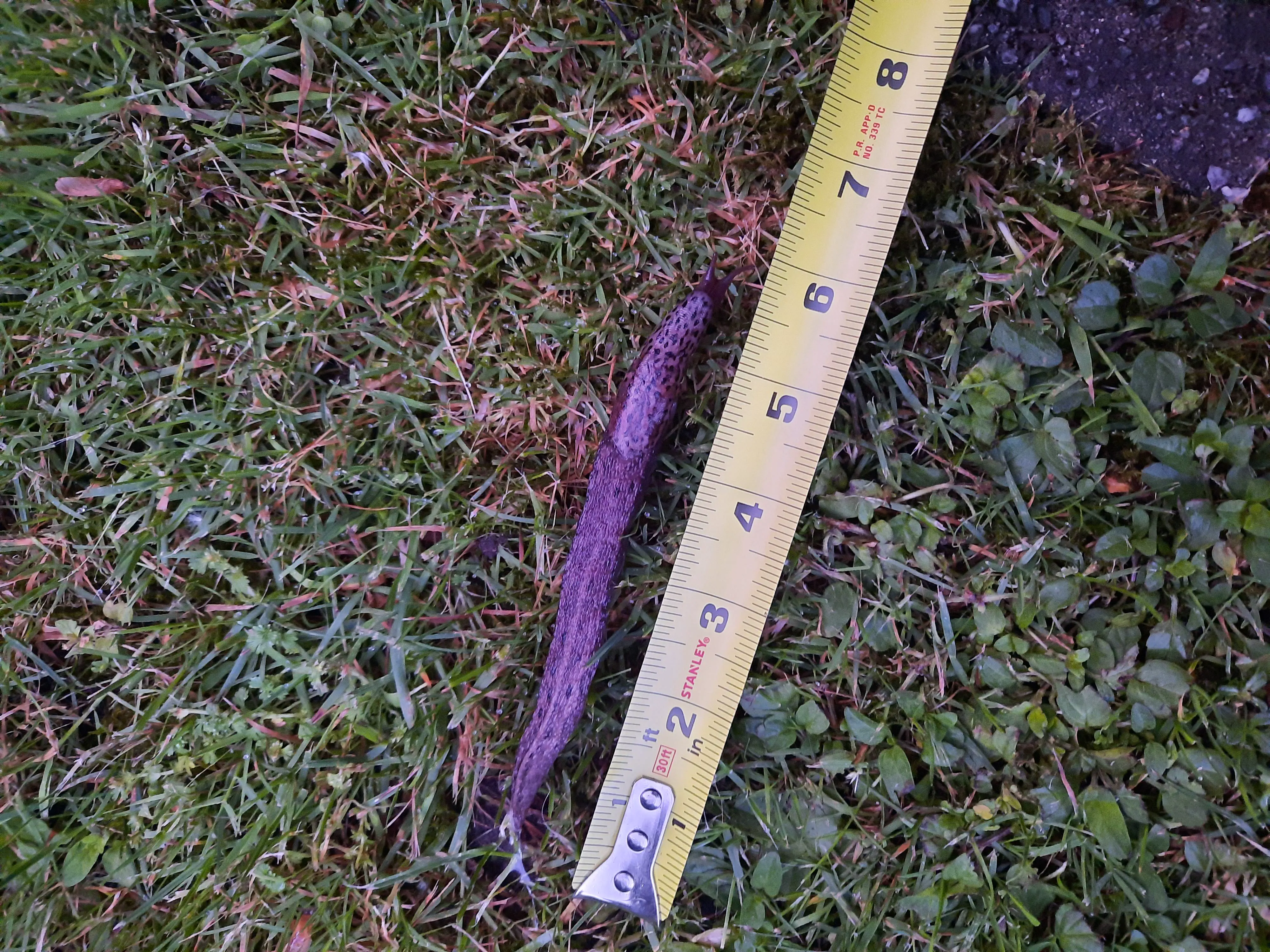 8 Crazy Massive Oddities That Prove Size Matters! đđ 16 Absolute Units of a slug