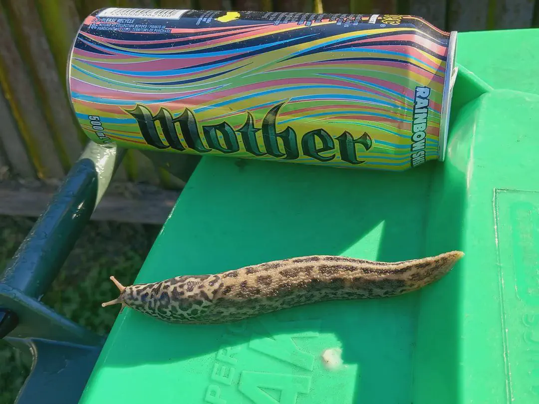 17 Remarkable Behemoths That Will Change How You See Size! 🦁 31 Absolute Units of a slug!