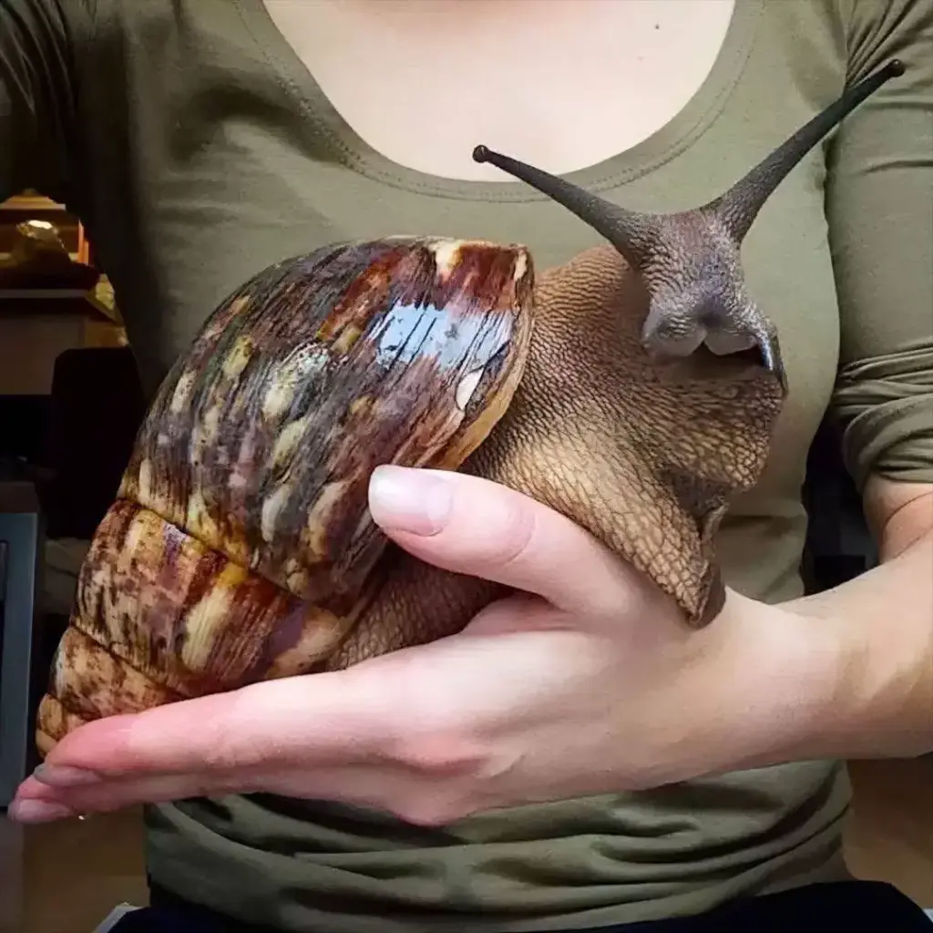 10 Absolutely Stunning Oddities That Will Blow Your Mind! đ„ 12 absolute units of a snail