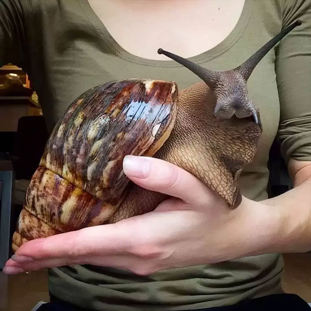 10 Absolutely Stunning Oddities That Will Blow Your Mind! đ„ 19 Absolute Units of a snail