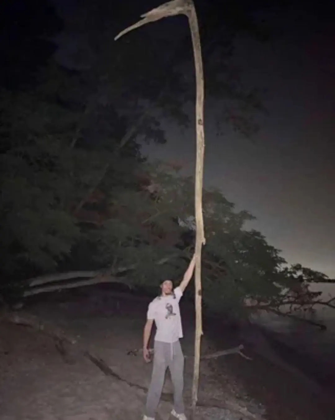 15 Amazing Oversized Wonders You Have to Experience! đ 15 Absolute Units of a stick