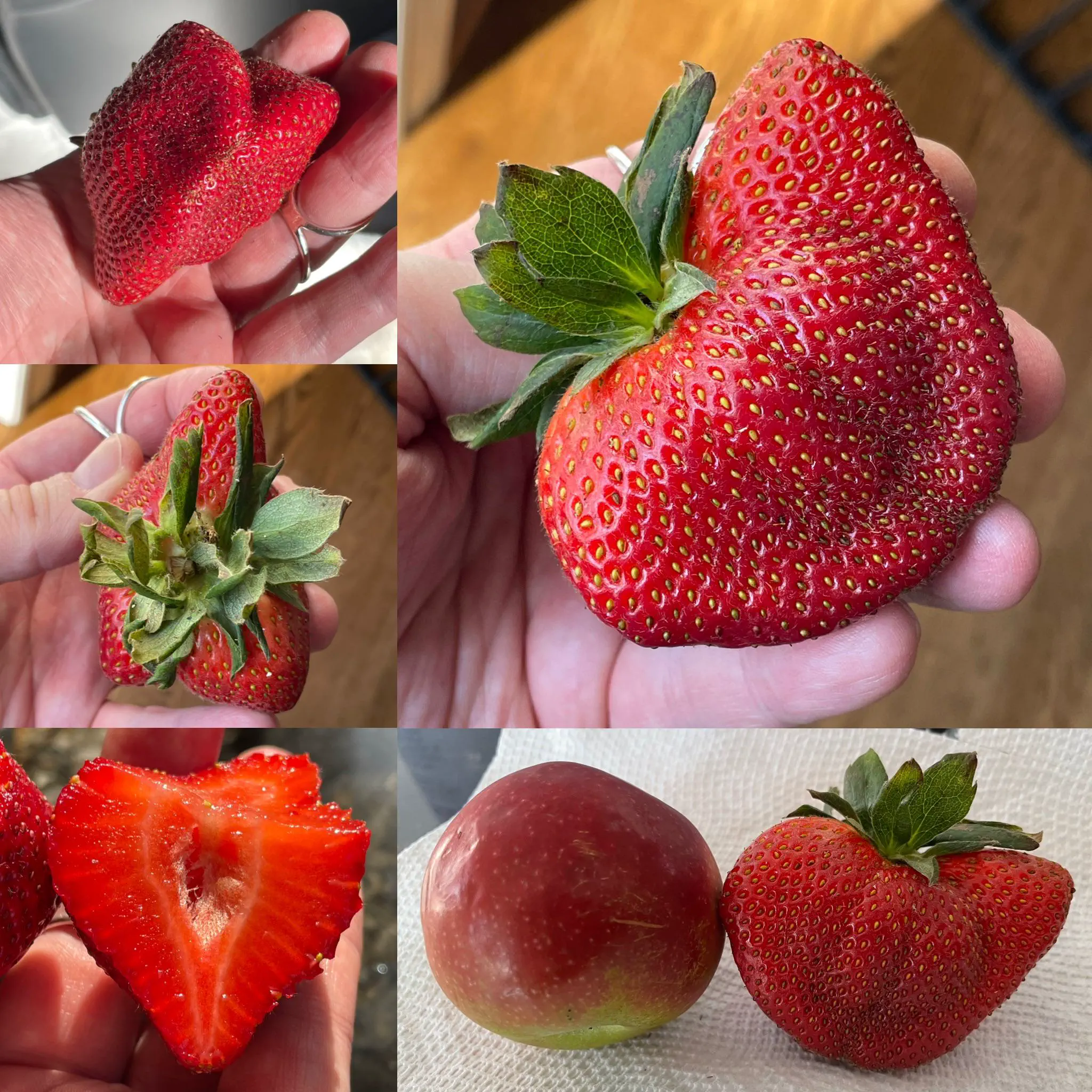 20 Mind-Blowing Behemoths That Redefine Huge! 🦀🦐 37 Absolute Units of a strawberry