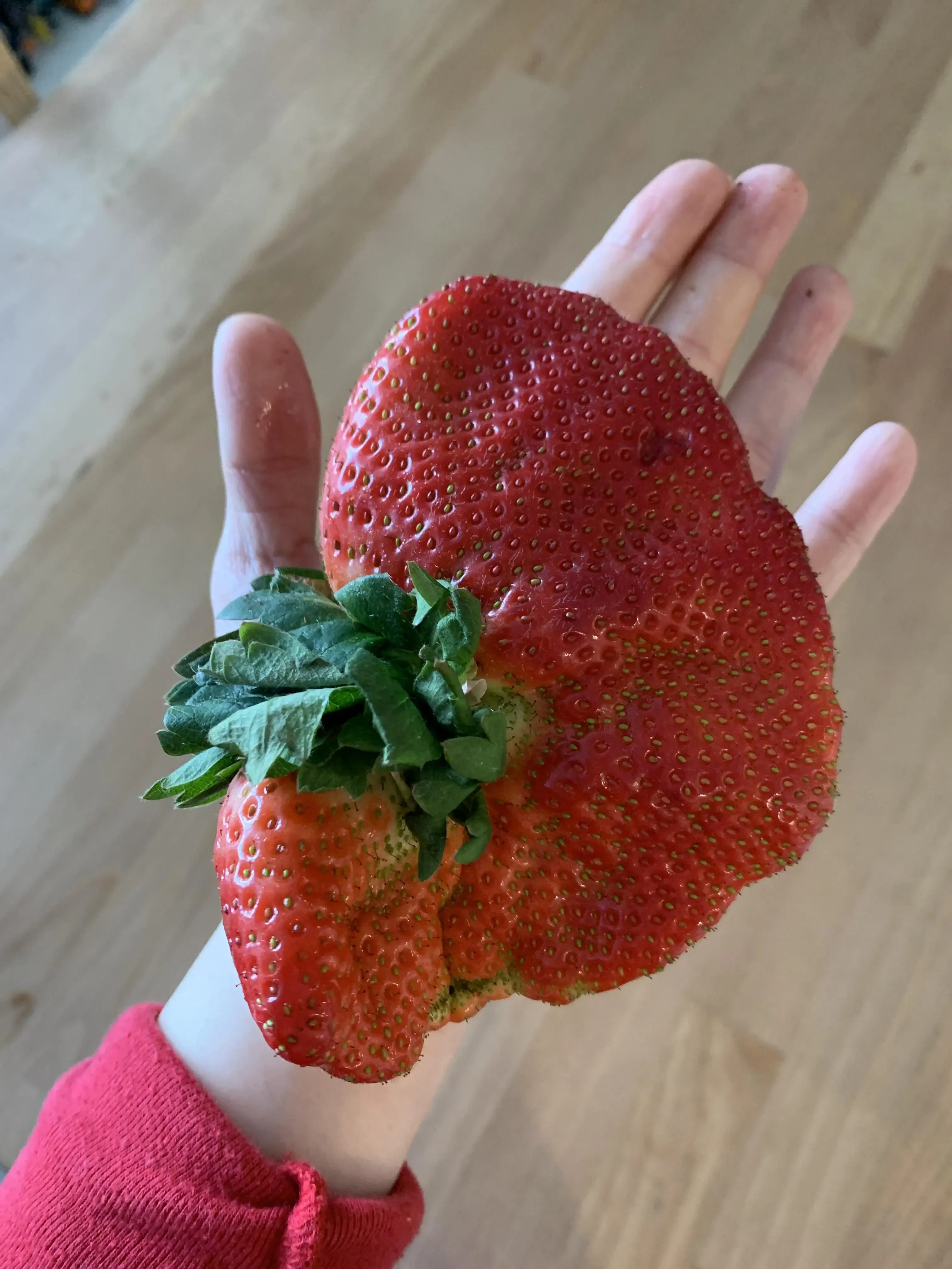 19 Monstrous Marvels That Challenge Your Perception of Size! 🦙🔍 26 Absolute Units of a strawberry