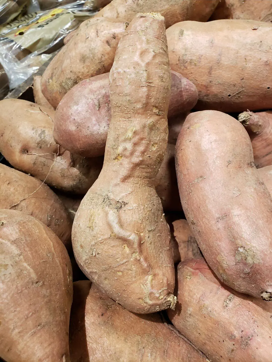 23 Outrageously Large Wonders You Must See! đđ 40 Absolute Units of a sweet potato, again.